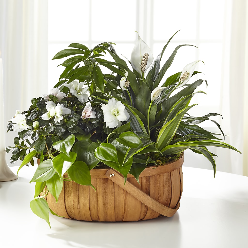 Serene Dishgarden – Linda Floral, Burlington NC