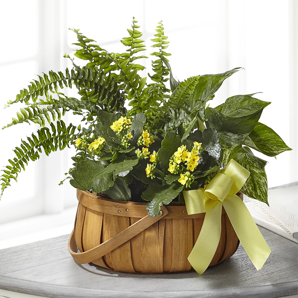 Always Dear Dishgarden – Linda Floral, Burlington NC