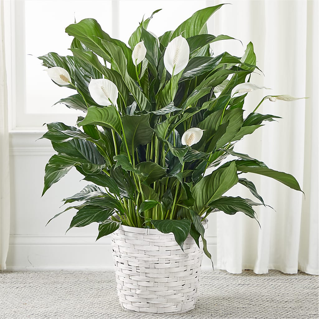 A New Leaf Peace Lily – Linda Floral, Burlington NC