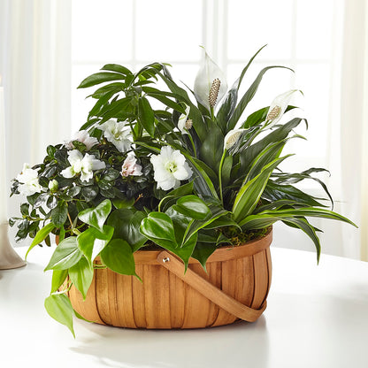 Serene Dishgarden –  Linda Floral, Burlington NC